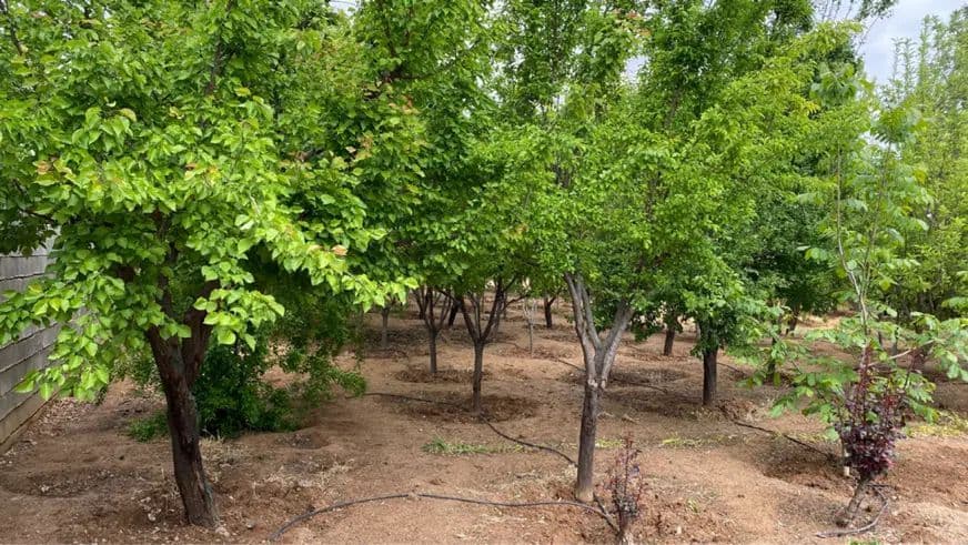 آگهی
